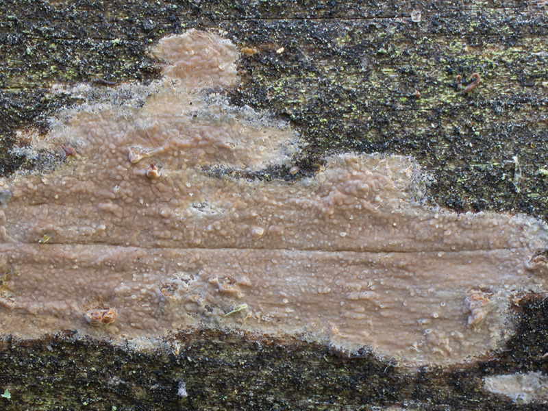Phaneochaete cacao